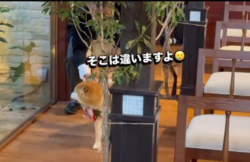 そっちは参列席だよ！