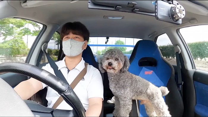 車の助手席に乗って飼い主とドライブするトイプードル