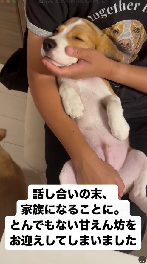 飼い主の腕で仰向けになって目を瞑る子犬