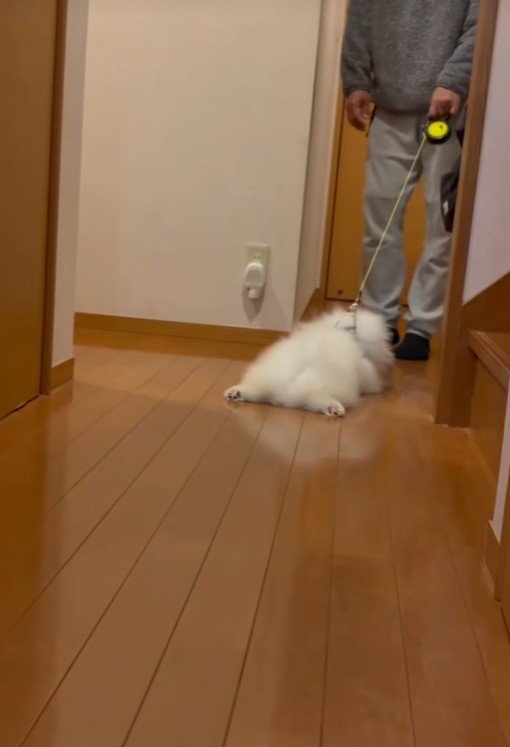 まるでモップのよう(笑)