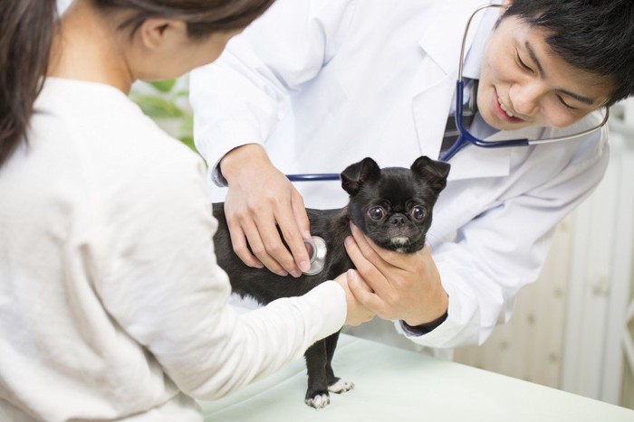 目をそらす犬