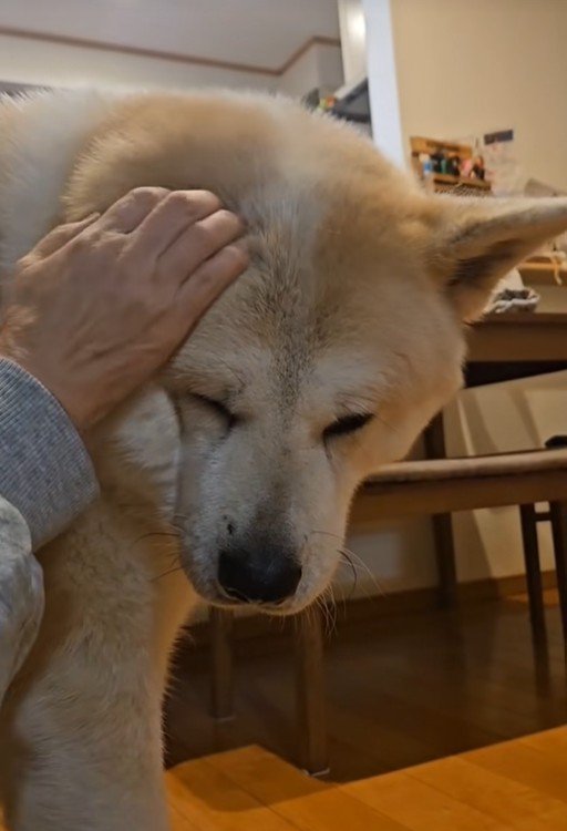 寒い日の朝の駄偉助くん5