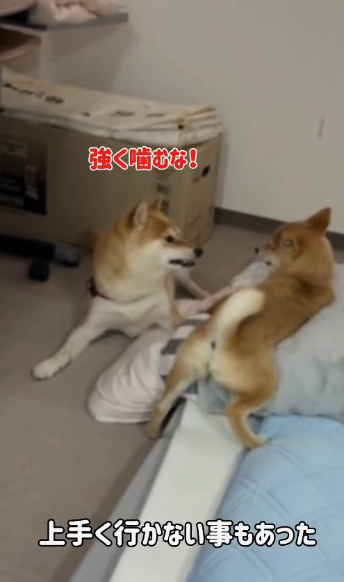 子犬に怒っている犬「強く噛むな！」