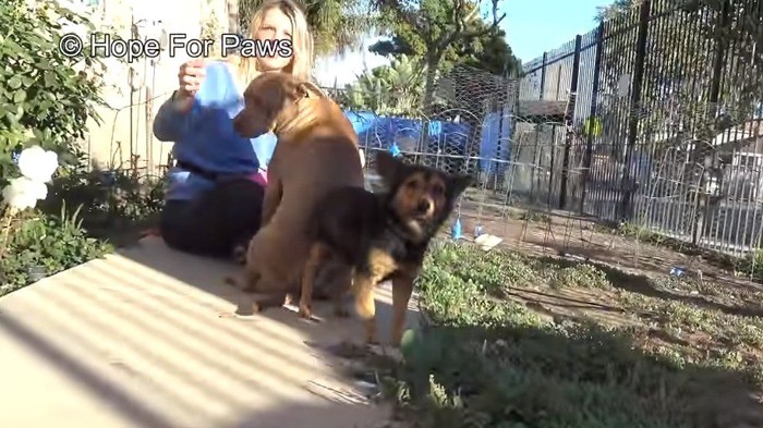 ピットブルの横に立つ犬