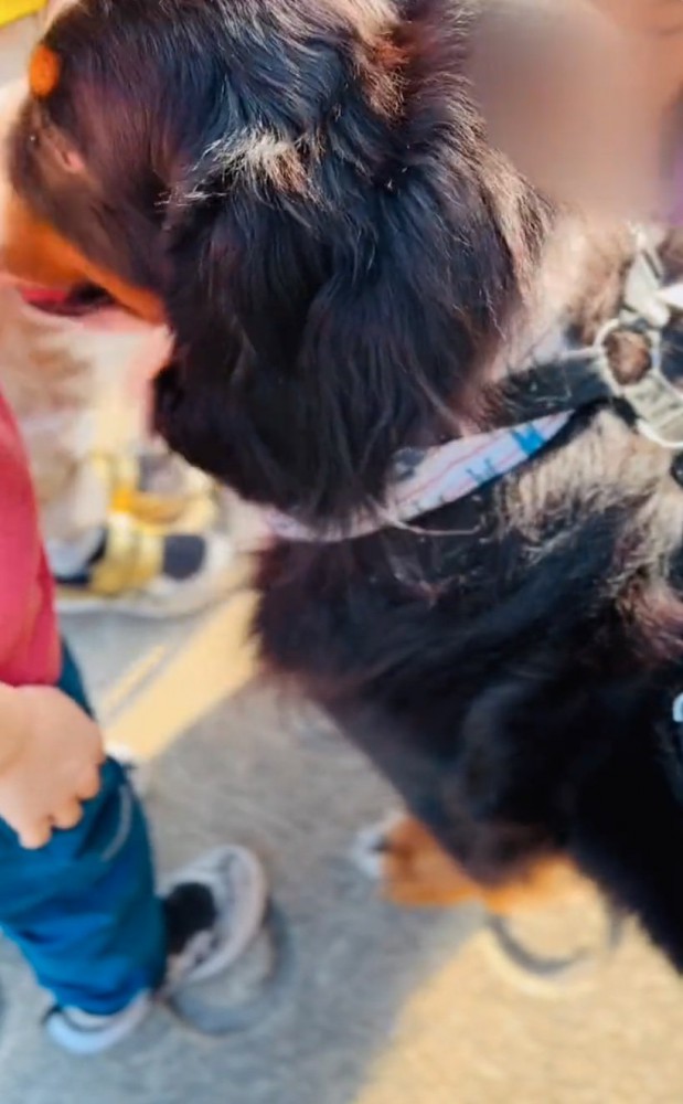 小学生に囲まれる超大型犬3