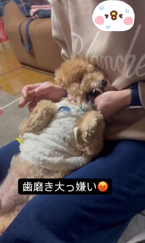 歯磨き嫌いのテンちゃんVSお母さん9