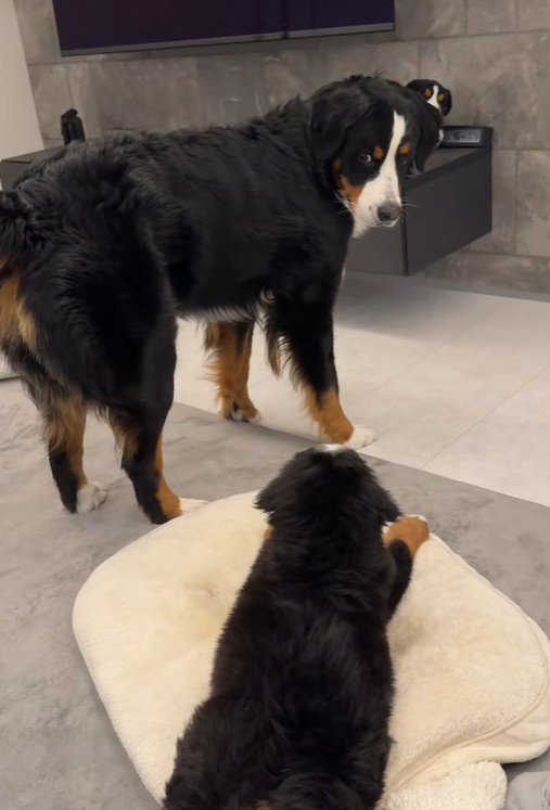 「ねえねえ、構ってよ～」