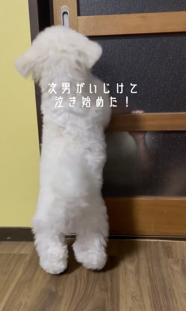 「開けてー！」