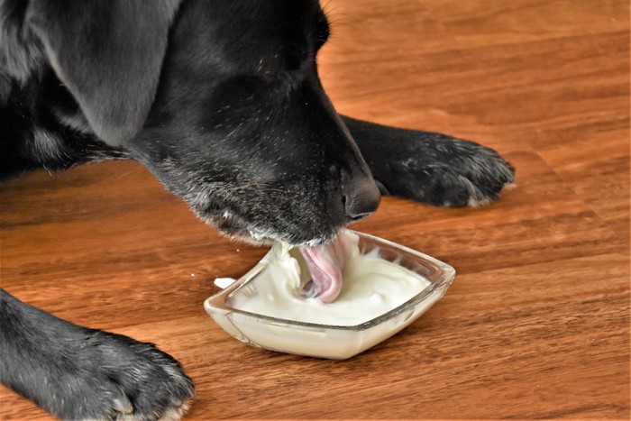 ヨーグルトを舐める犬