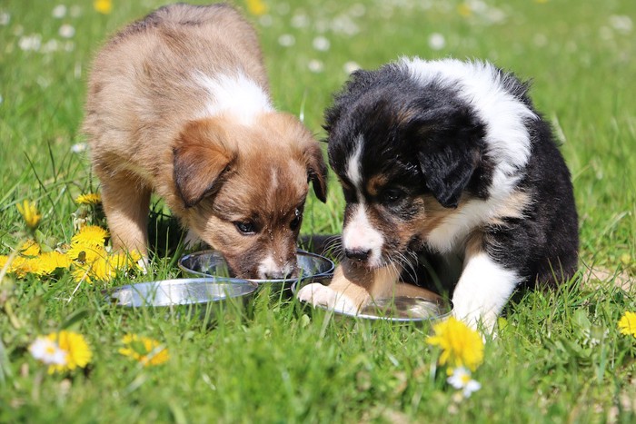 水を飲む2匹の子犬