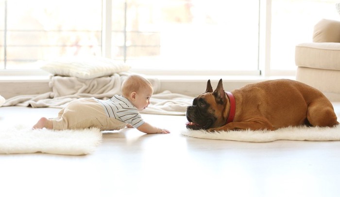 赤ちゃんと犬