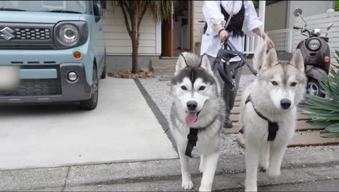 自宅の駐車場を歩く2匹の犬