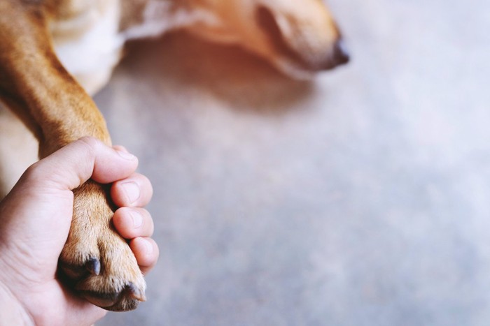 手を握られている犬