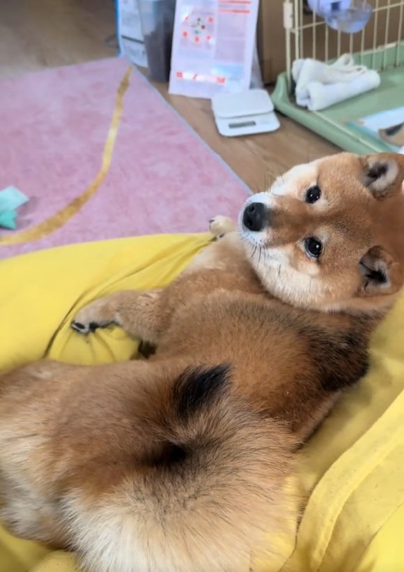 振り向くりんちゃん