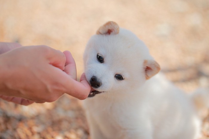 甘噛みする白柴の子犬