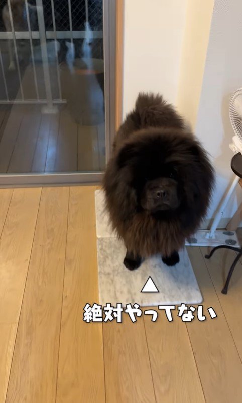 ソファ破壊事件後の大型犬たちの反応9