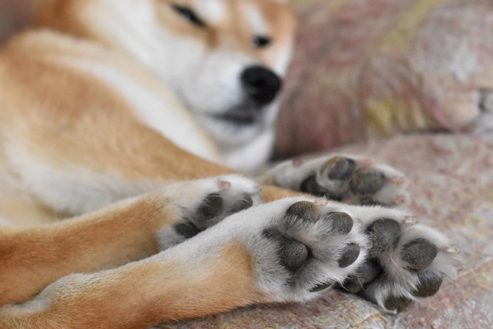 寝ている柴犬の肉球