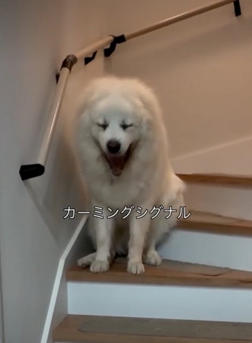 大きなあくびをする犬