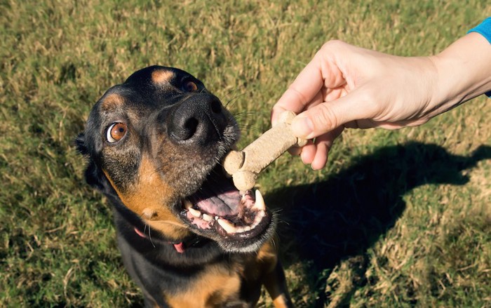 大きく口を開けておやつをもらう犬