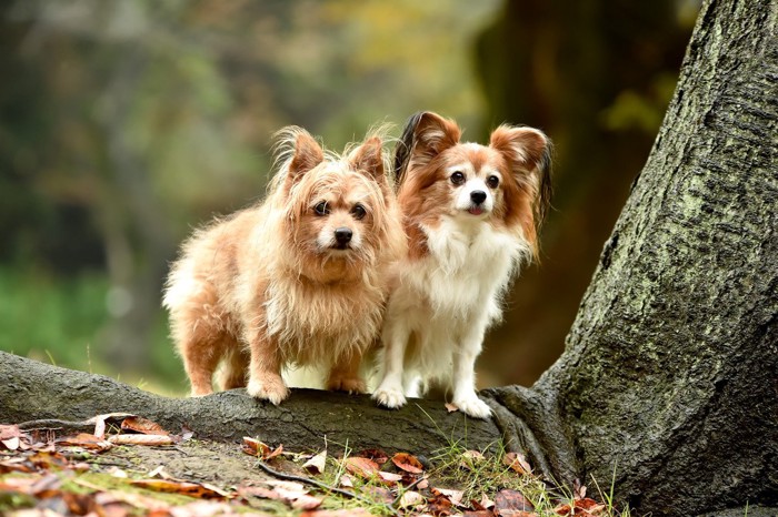 じっと見ている犬