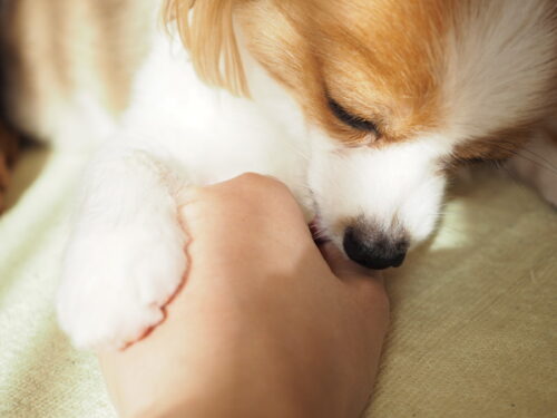 飼い主の手を舐めるパピヨン