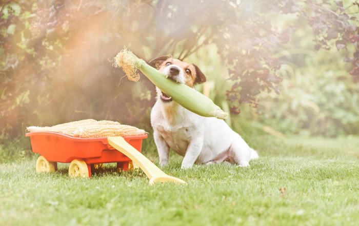 とうもろこしを咥える犬