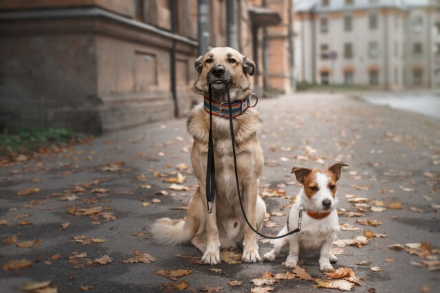 二匹の犬