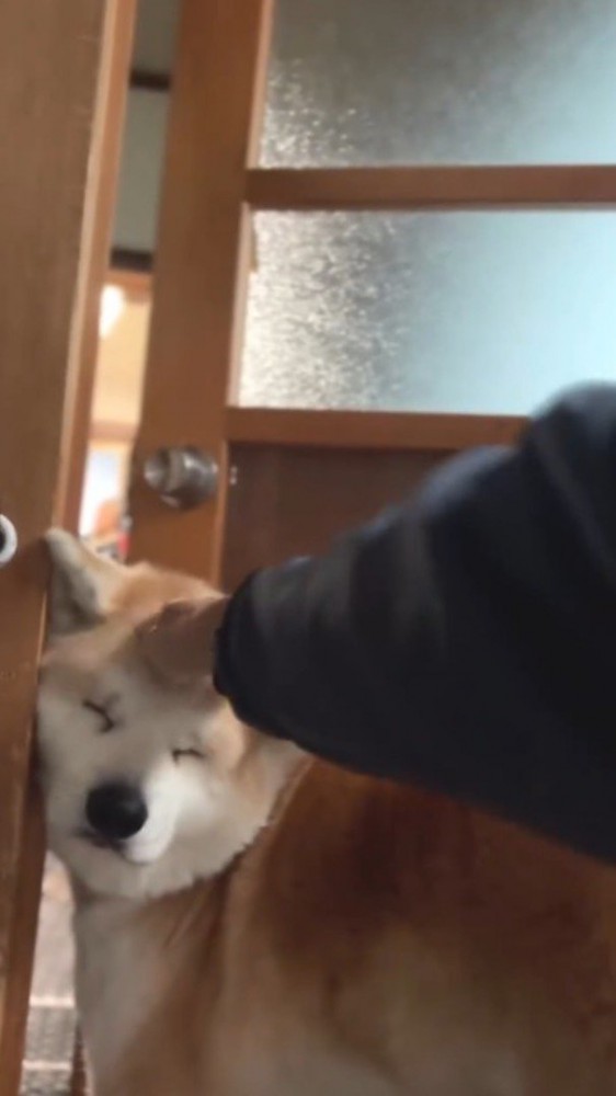 犬の頭を撫でる飼い主