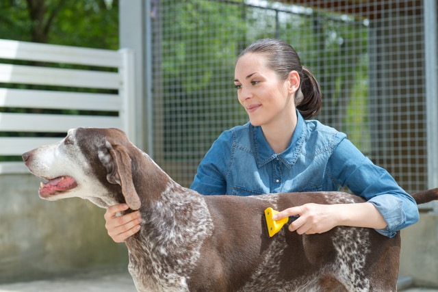 犬をブラッシングしている