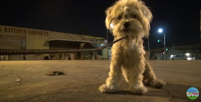 後ずさる犬