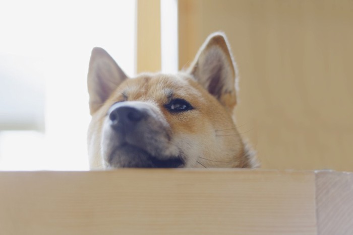 顔を出す柴犬