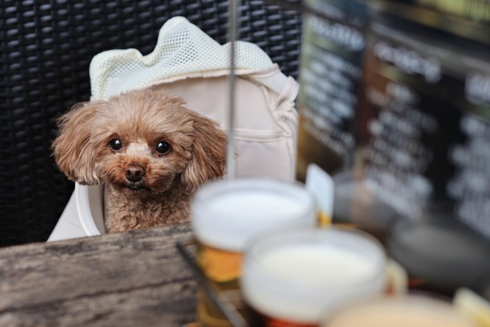 テーブルの上のアルコール飲料を見つめる犬
