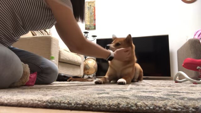 犬を撫でる女性