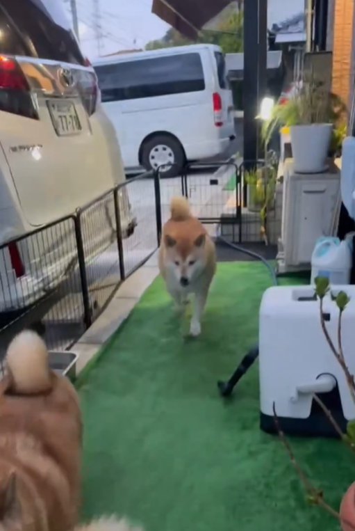 歩く犬2