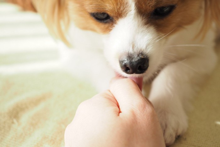 人の手を舐めている犬