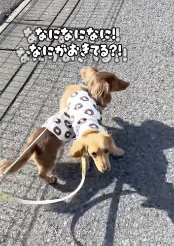 戸惑うよよたん