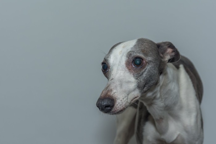 怯えた様子の犬