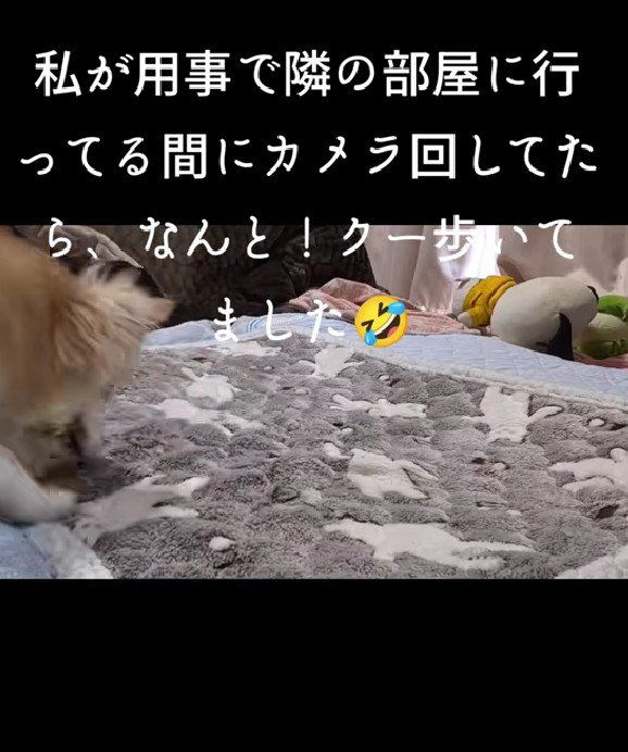 「飼い主さんはどこかな?」