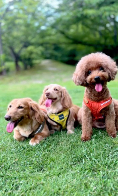 最高の犬生になりそう!