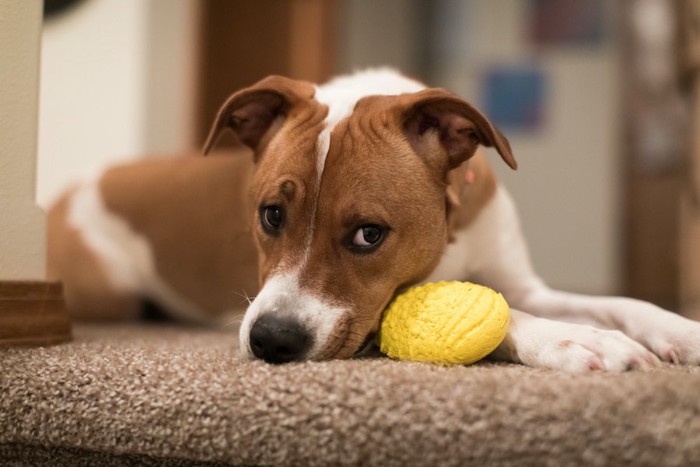 伏せて目を合わせないようにする犬