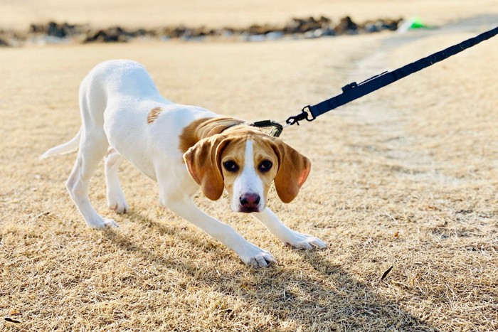 拒否している犬