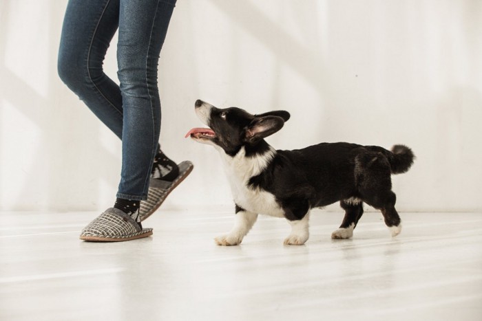 女性の足元と犬