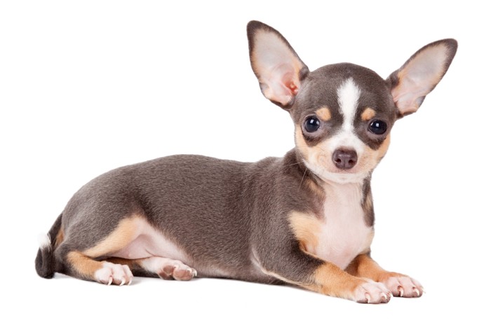 前を見つめながら伏せているイザベラタンのチワワの子犬