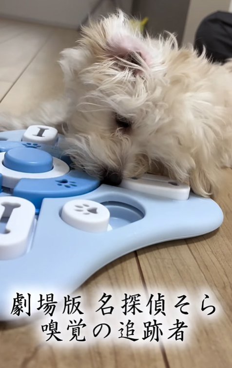 知育玩具で遊ぶ子犬