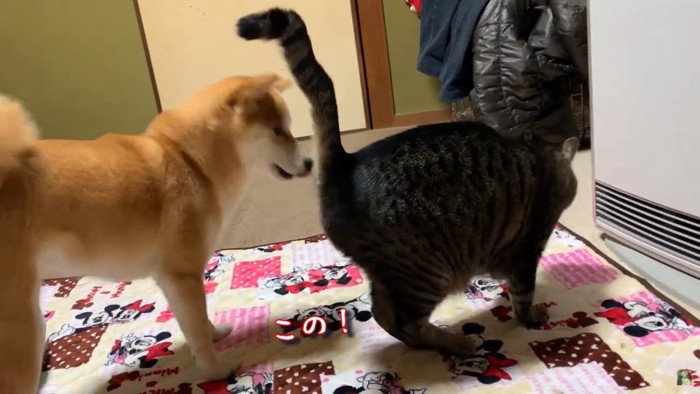 猫を追いかける犬