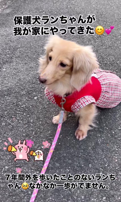 元繫殖犬のランちゃん