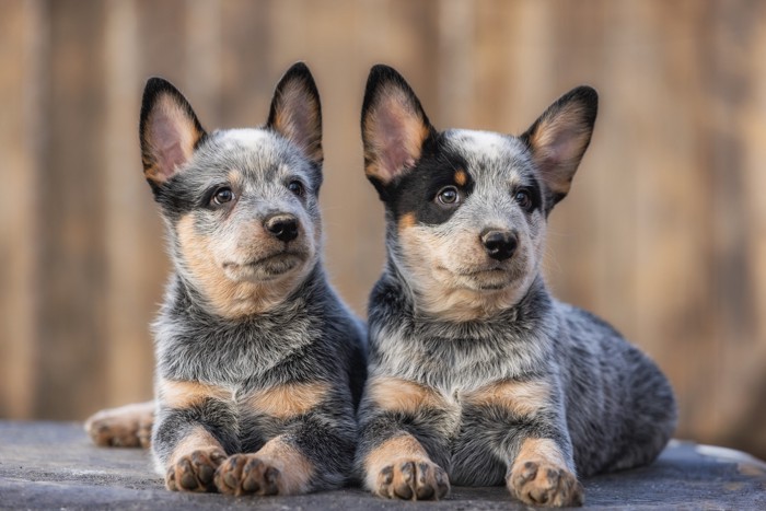 2頭並んで伏せているオーストラリアンキャトルドッグの子犬