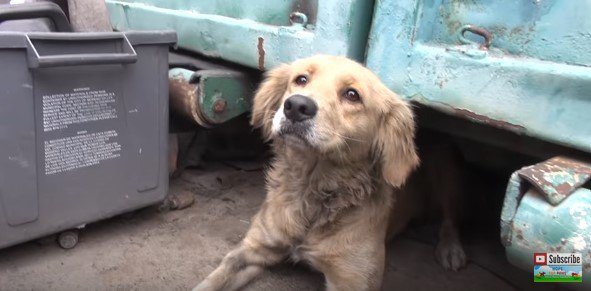 隠れ場所から出た犬