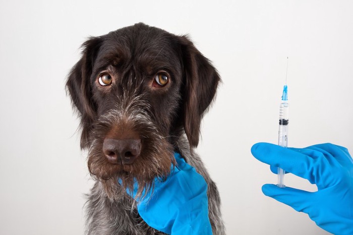 注射器を持つ獣医師の手と怖がる犬