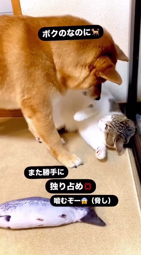 見つめてくる犬を見上げるキジ白猫